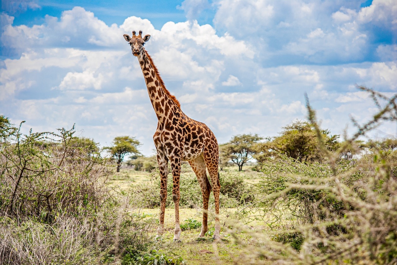 The Best Tanzanian One Day Trips 